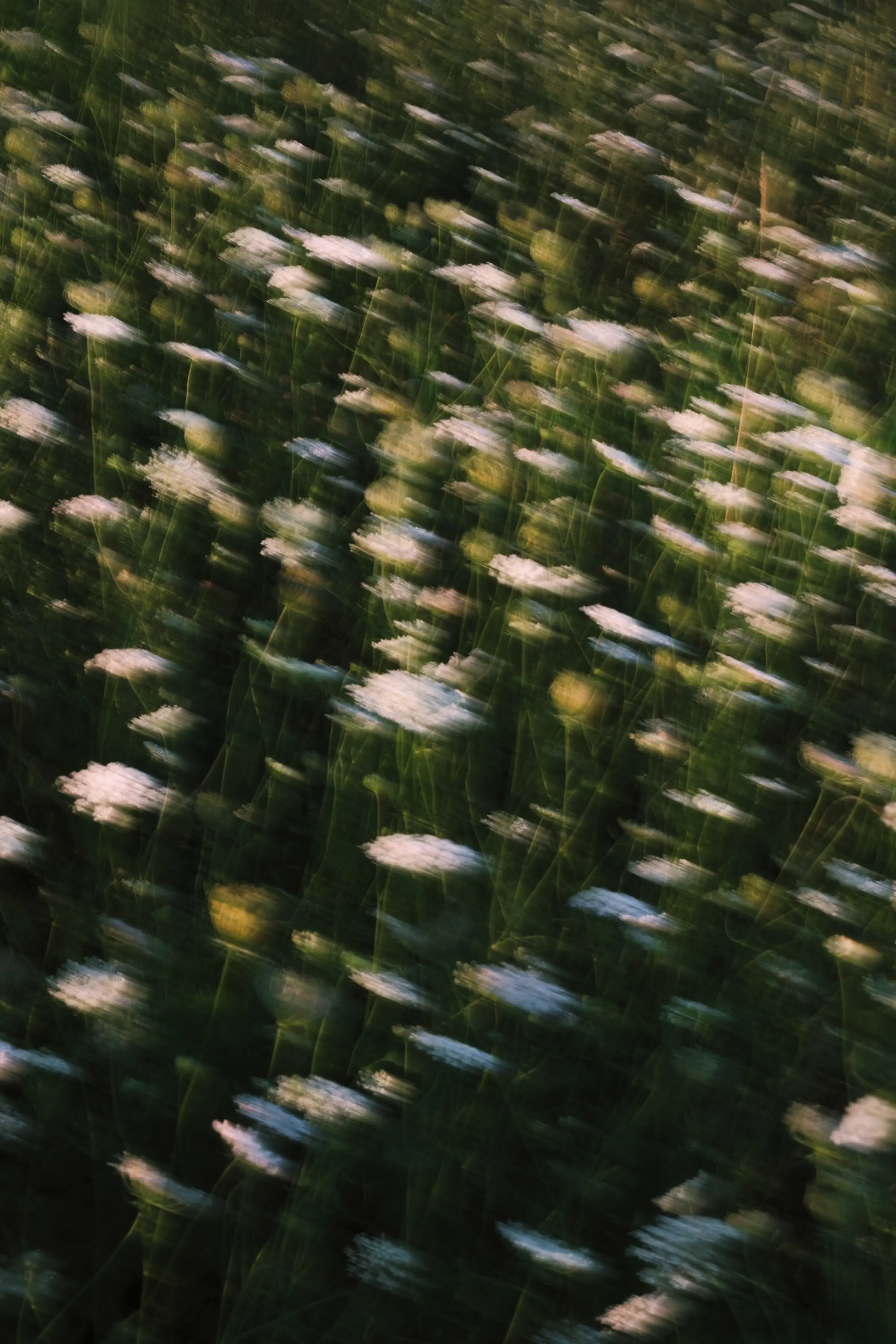 Champ de fleurs floues