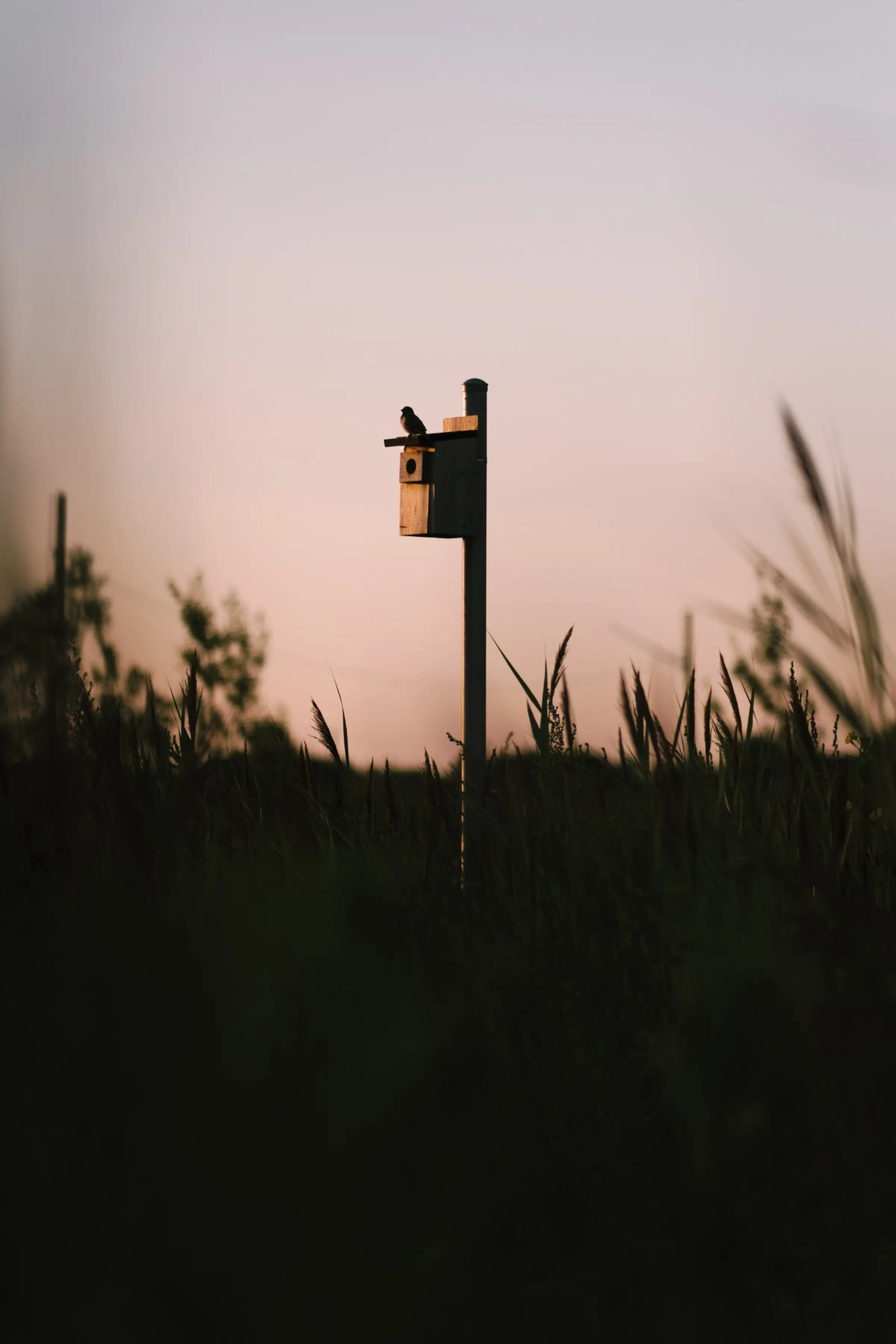 Mangeoire à oiseaux - Espace citoyen des Confluents