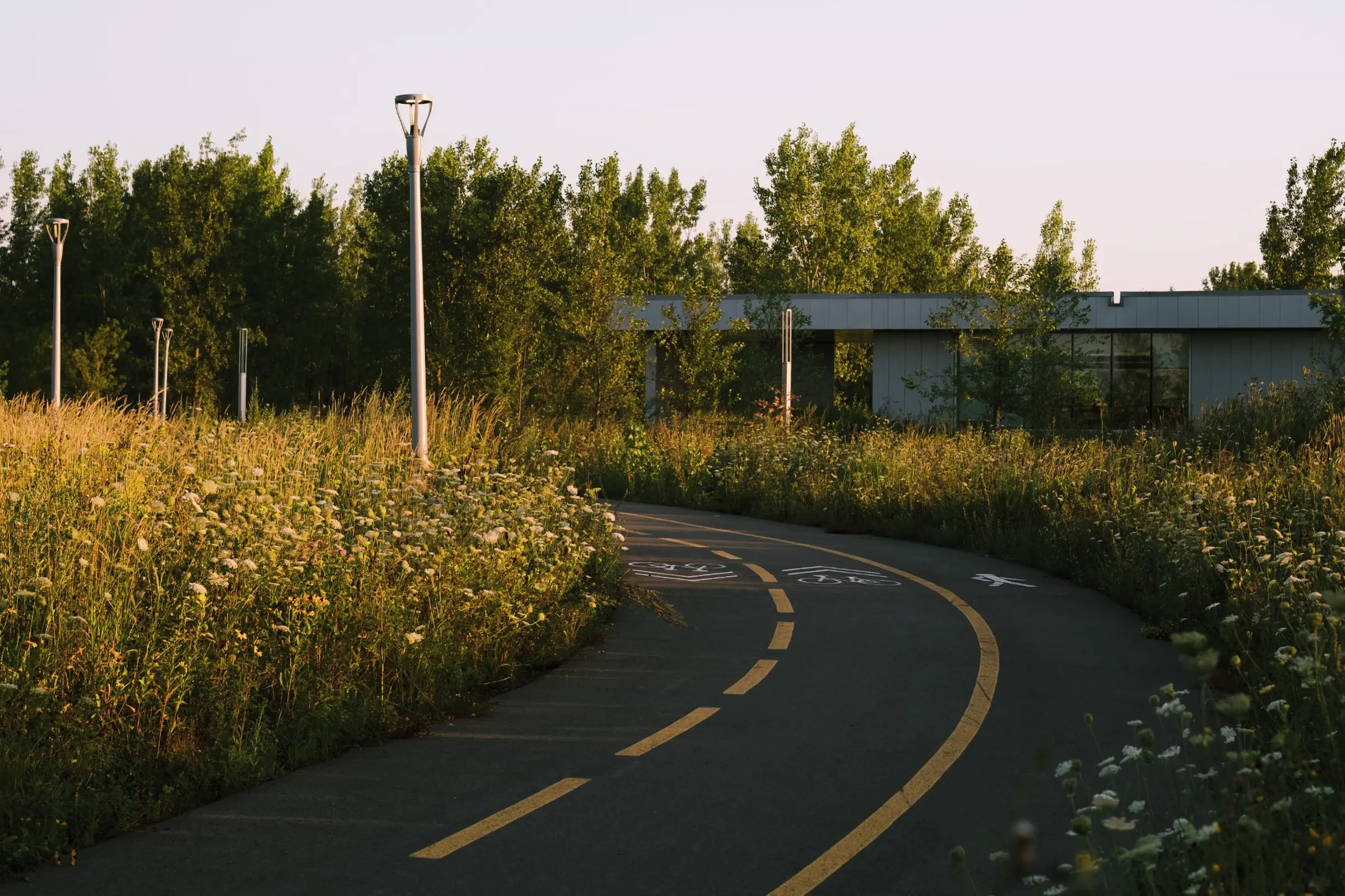 Piste cyclable entourée de végétation spontanée