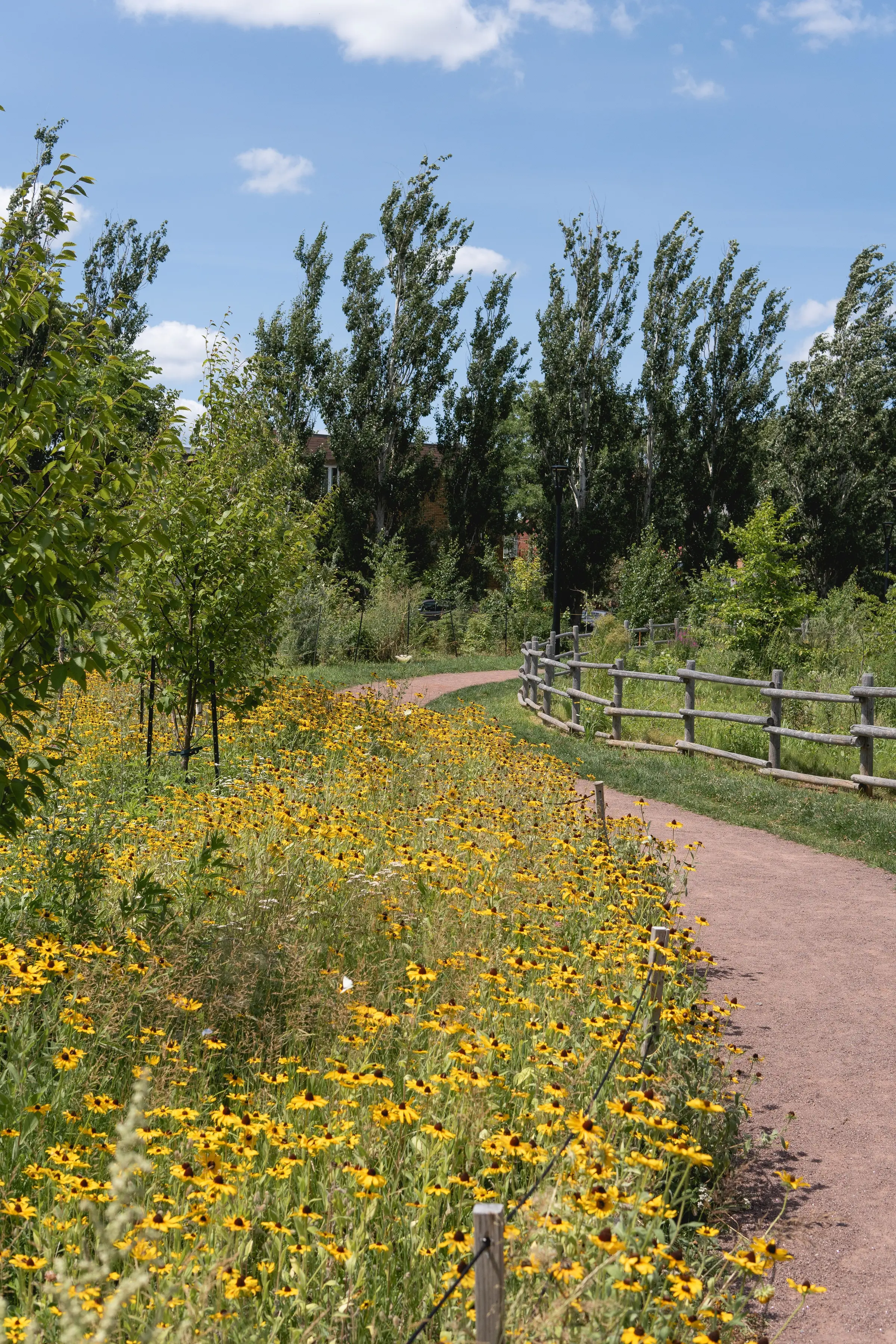 Microforest in Rosemont Park